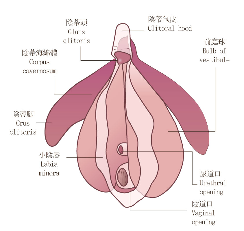 陰蒂結構圖