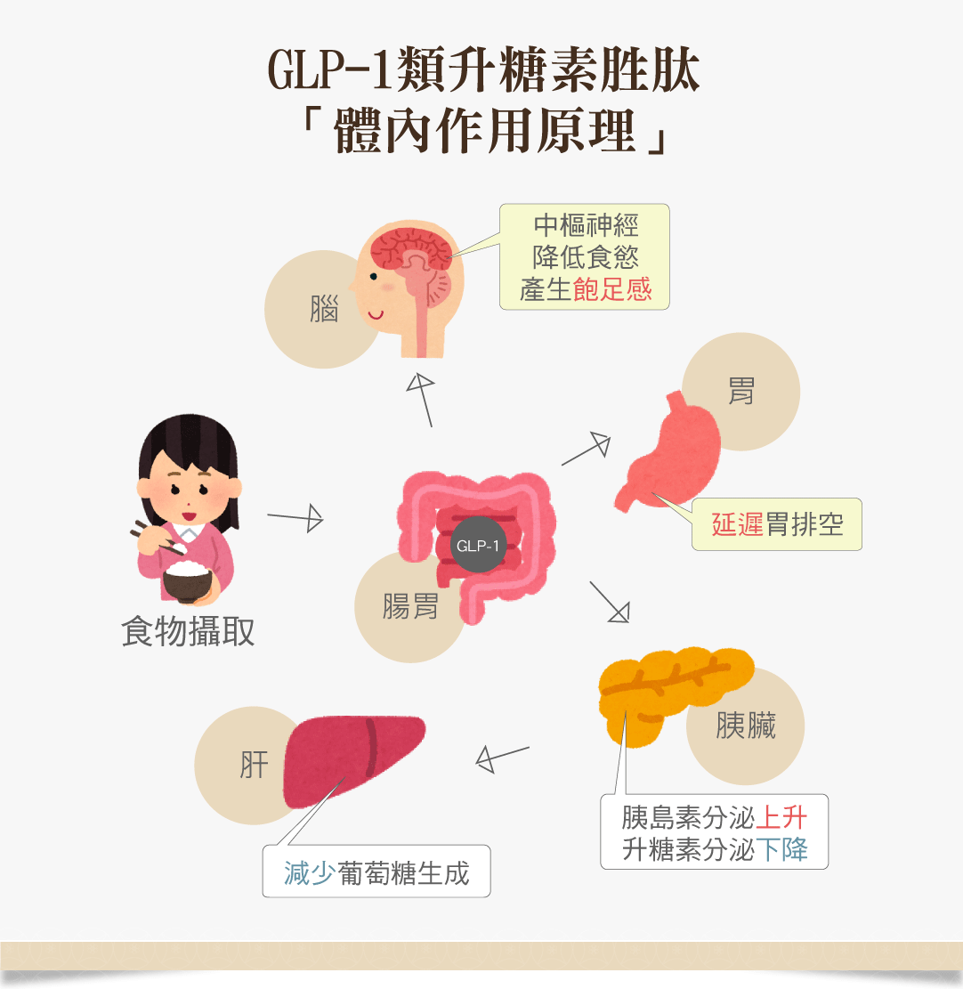抑制食慾針劑作用原理GLP1 瘦瘦筆
