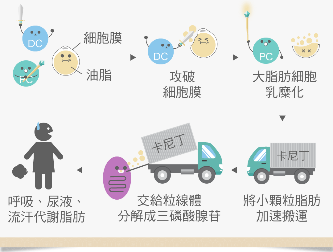 消脂點滴主要成分