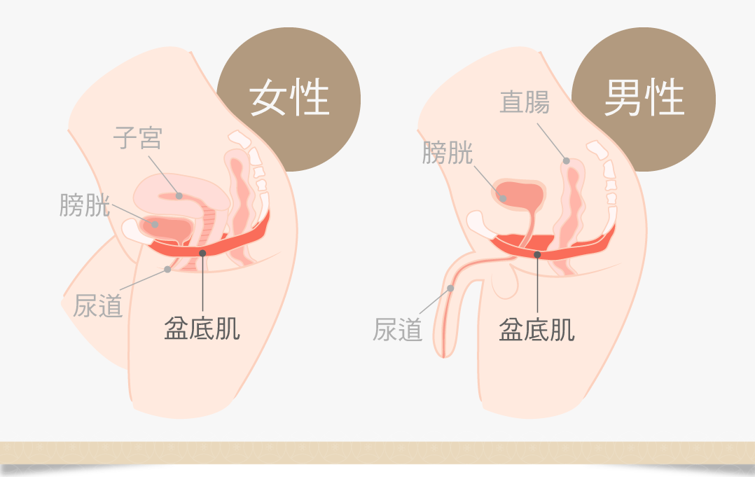 盆底肌鬆弛